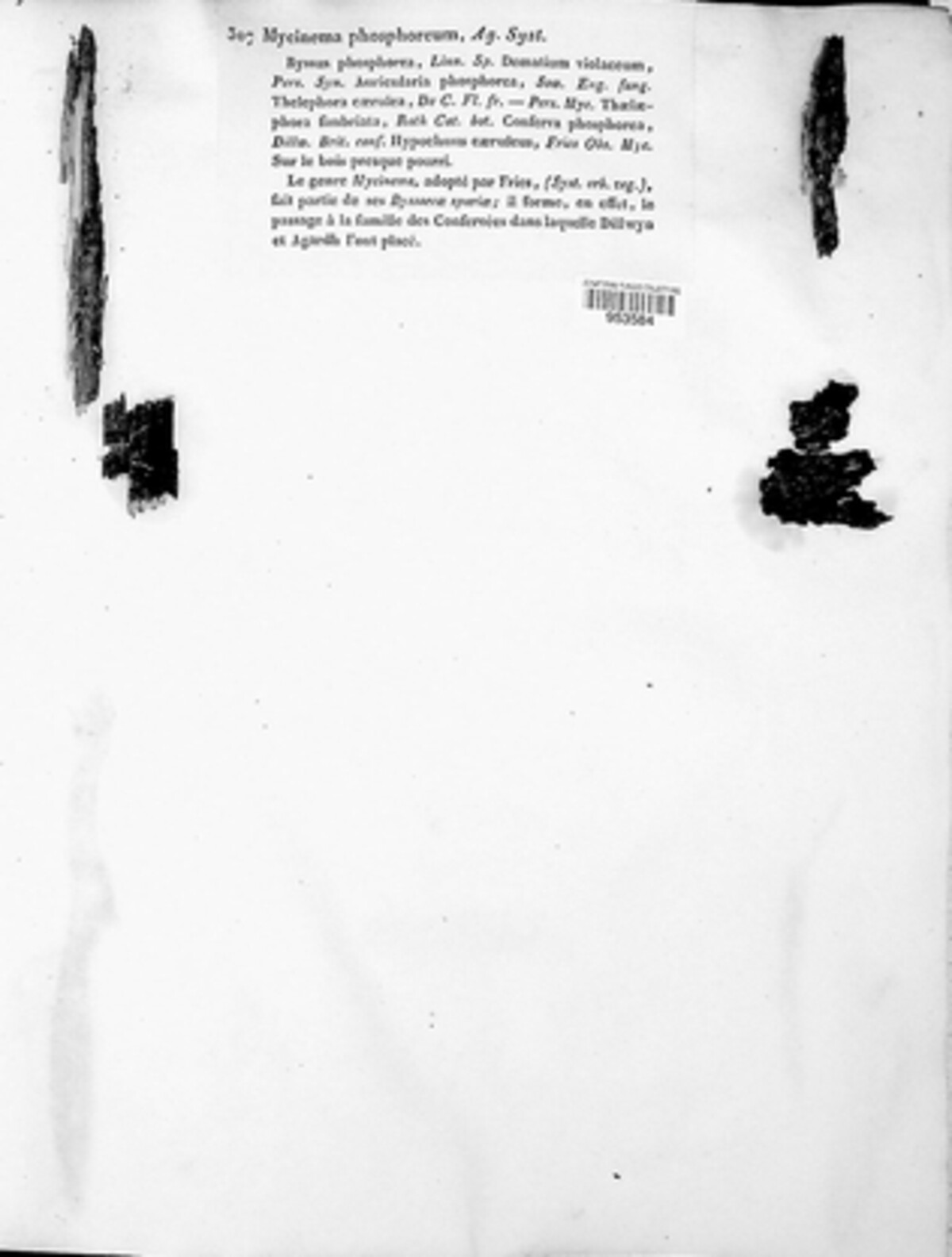 Mycinema phosphoreum image